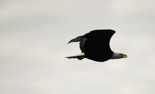 Side view of a bird flying