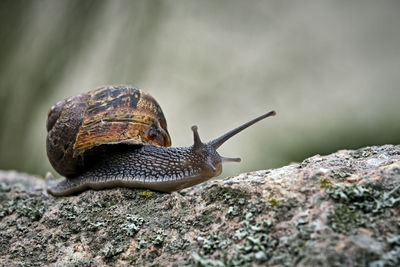 Close-up of snail on rock