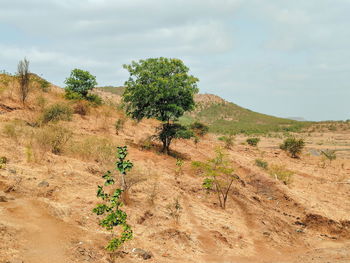 Plants growing on land against sky