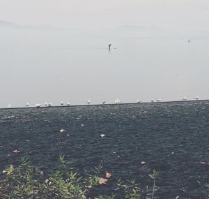 Birds flying over water against sky