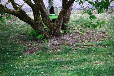 Trees growing in field