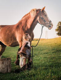 Horse standing on field