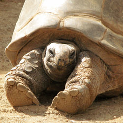 Close-up of tortoise on sand