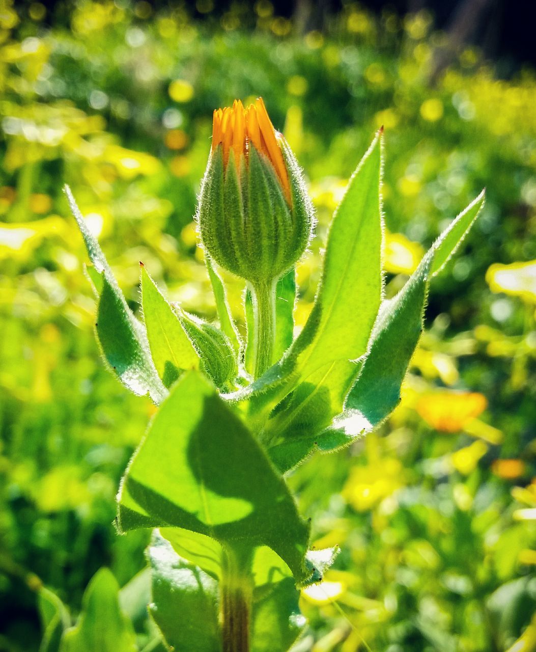 CLOSE-UP OF FRESH GREEN PLANT WITH RED LEAF