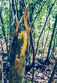 Close-up of a tree trunk in forest