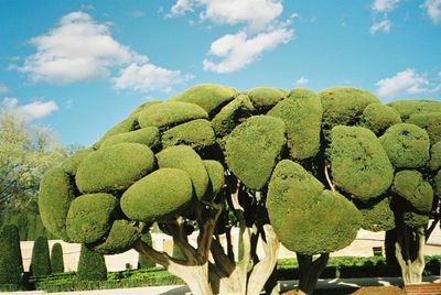 Trees against sky