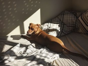 Dog relaxing on bed at home