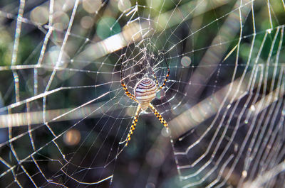 Spider and spiderweb in el cabo de gata, almería, spain