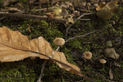 High angle view of plants growing in forest