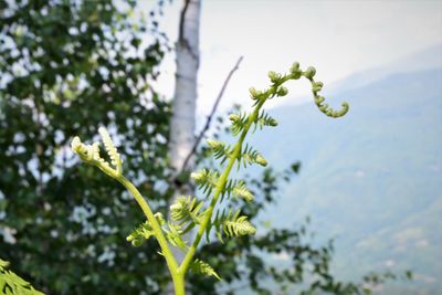 Close-up of plant against blurred background