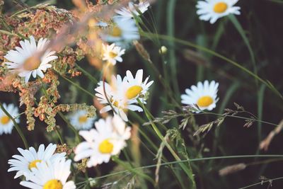 Close-up of white daisy flowers on field