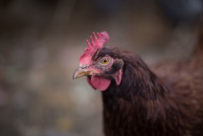 Close-up of rooster