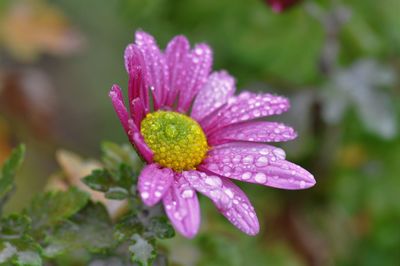 Close-up of wet purple flower