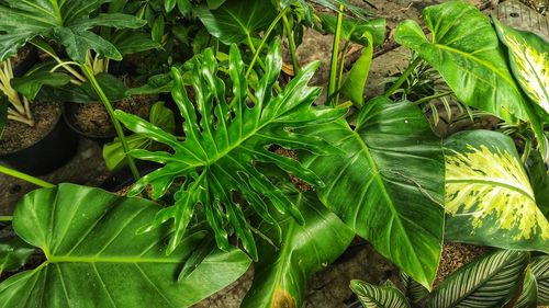 Close-up of leaves