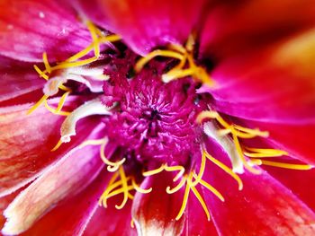 Close-up of fresh red flower blooming outdoors