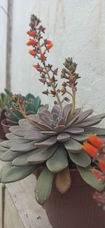 Close-up of potted plant