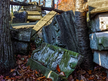Close-up view of leaves