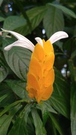 Close-up of orange flower