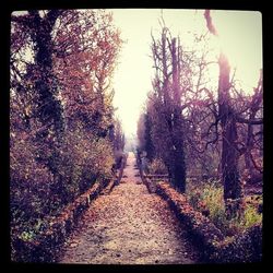 Footpath amidst trees