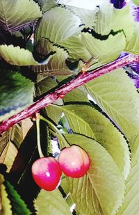 Close-up of fruits growing on tree