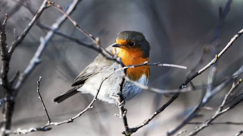 Close-up of bird perching on branch