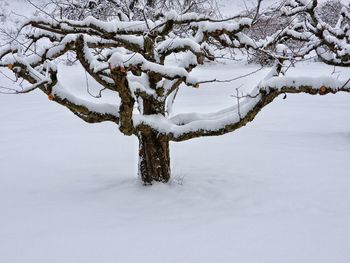 Snow covered tree on field during winter