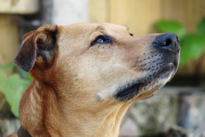 Close-up of a dog looking away