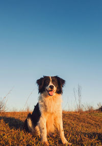 Dog looking away on field