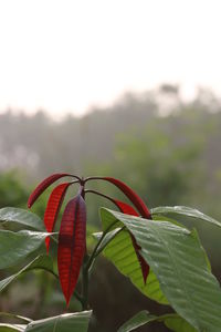 Close-up of red flowering plant