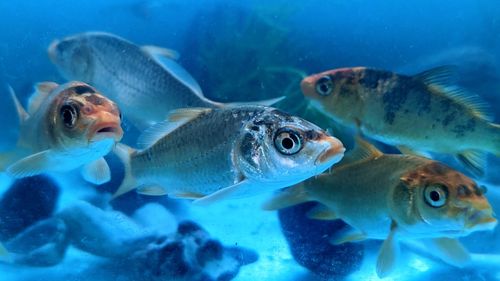 Close-up of fish swimming in aquarium