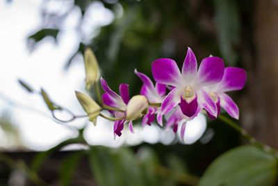 Close-up of pink flowering plant