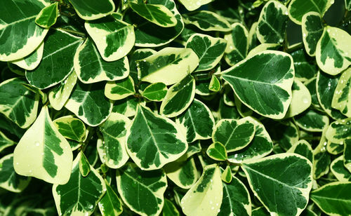 Full frame shot of green leaves