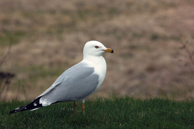 Close-up of bird perching on field