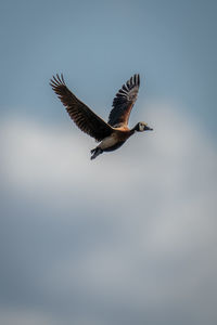 Low angle view of bird flying against clear sky