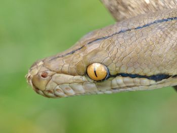 Close-up of lizard