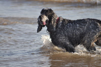 Dog on beach