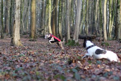 Two dogs in forest