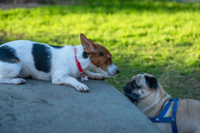 Dog relaxing on grass