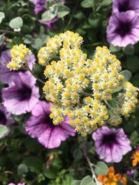 Close-up of purple flowering plants in park