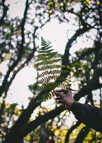 Cropped hand holding leaves against tree at park