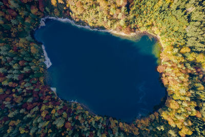 Aerial view of lake amidst trees in forest