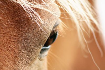 Close-up of horse