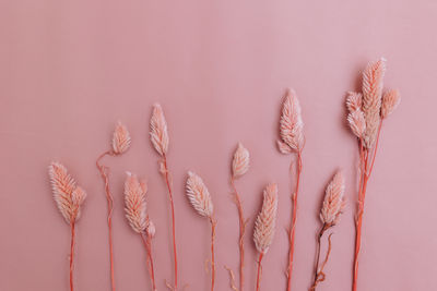 Front view pink dried graas lined up in a row, monochrome colors 