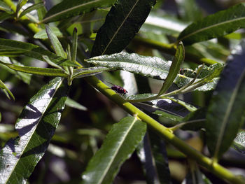 Close-up of insect on plant