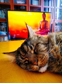 Cat sleeping on a bed