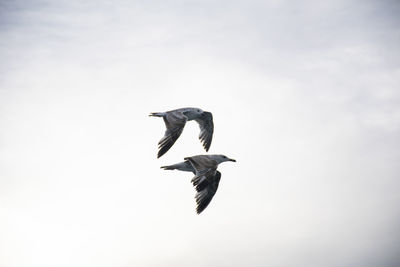 Low angle view of birds flying against sky