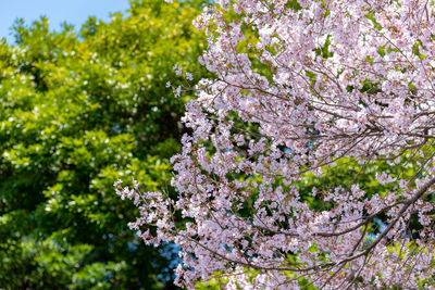 Low angle view of cherry blossom tree