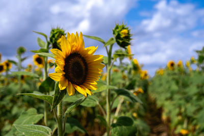 Close-up of sunflower against sky