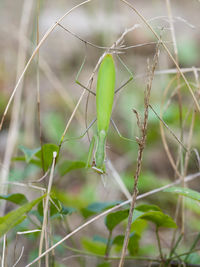 Close-up of damselfly on plant