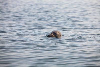 Grey seal swimming in water